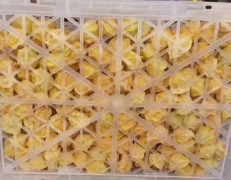 【精选】辽宁黄菇娘果，灯笼果，对接全国，可视频看货，量大