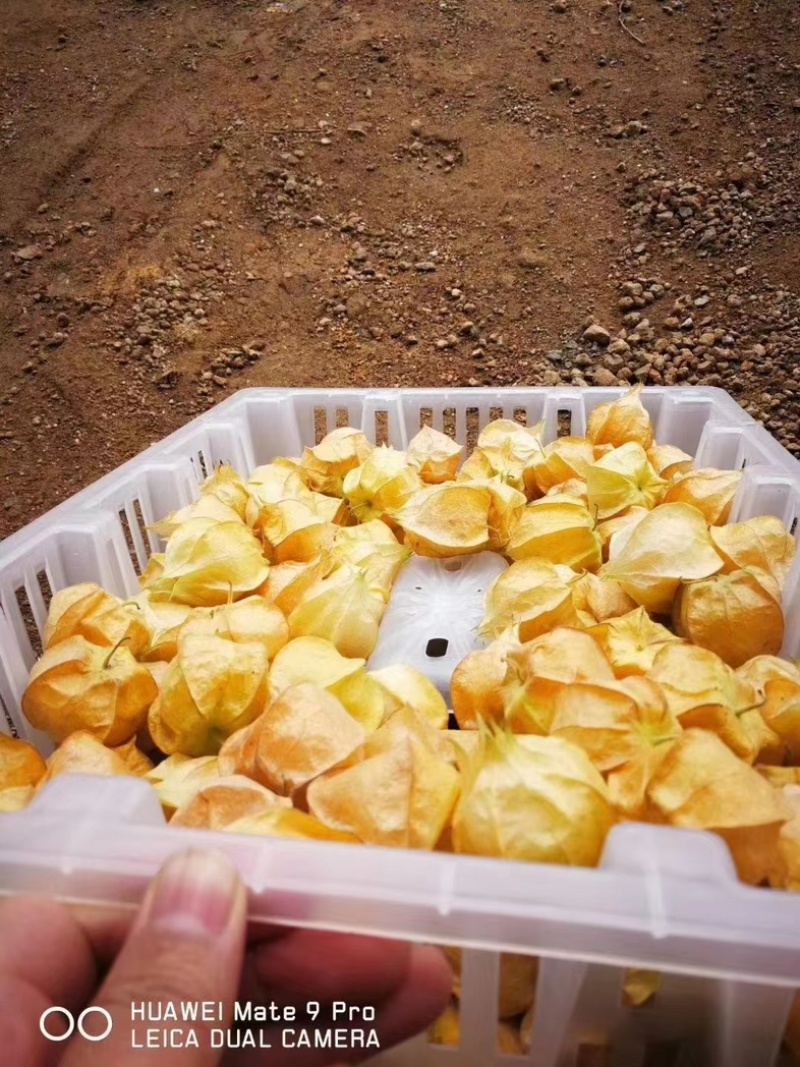 【精选】辽宁黄菇娘果，灯笼果，对接全国，可视频看货，量大