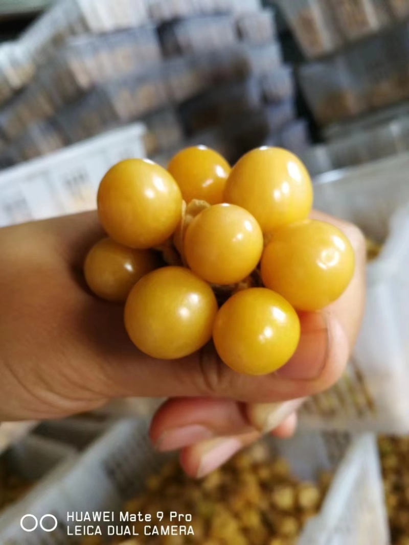 【精选】辽宁黄菇娘果，灯笼果，对接全国，可视频看货，量大