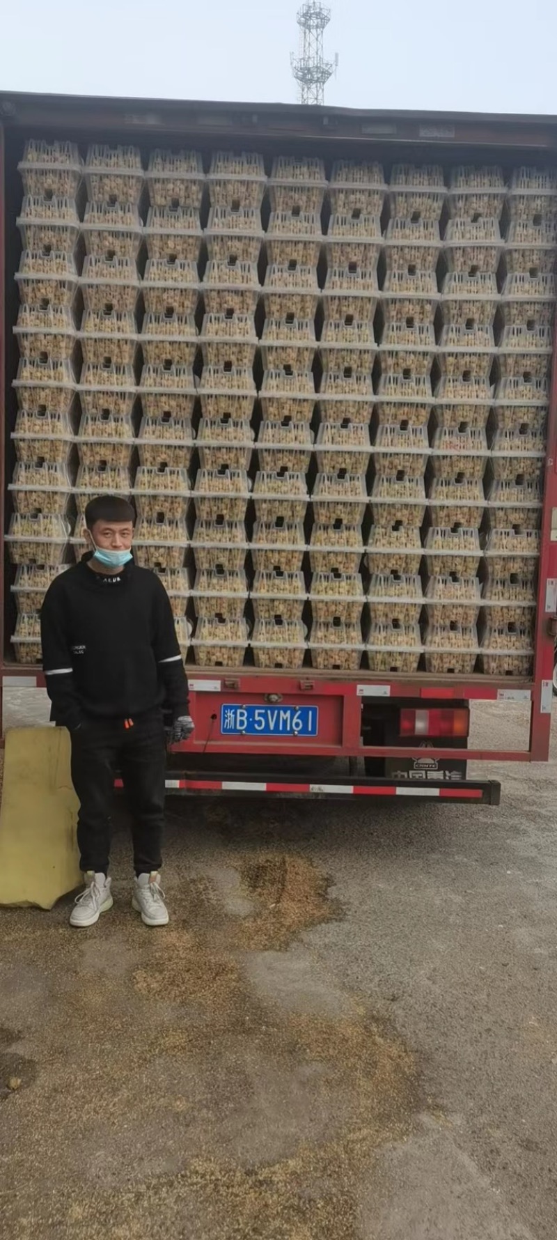 【精选】辽宁黄菇娘果，灯笼果，对接全国，可视频看货，量大