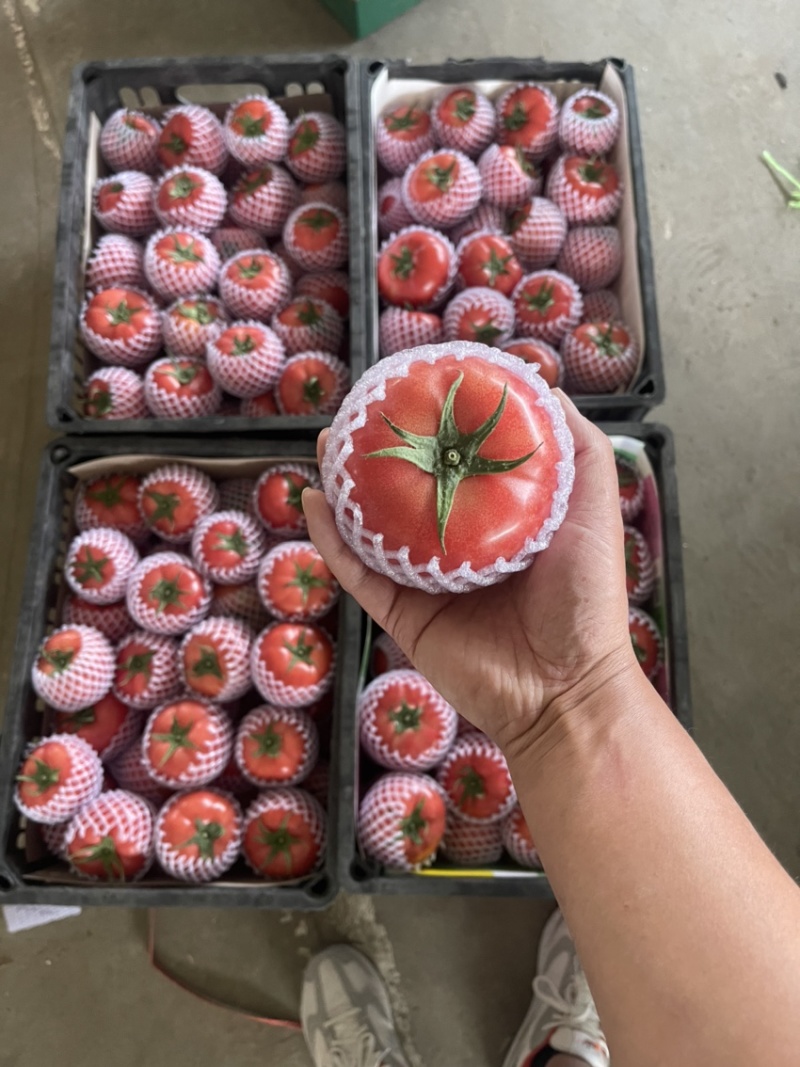 硬粉西红柿寿光西红柿沙瓤串果原产地质量保证