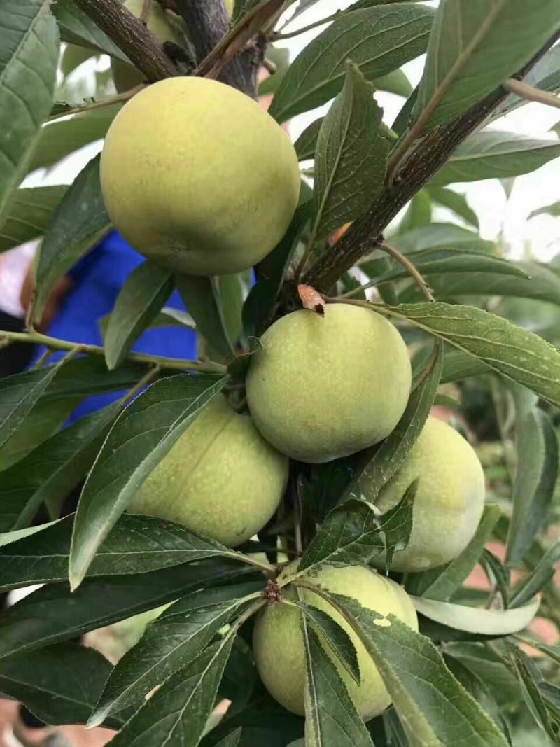 晚熟金秋晚脆李比蜂糖李还好吃自花授粉坐果率高，产量高