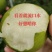 翠冠梨子，早熟品种，皮薄肉厚，纯甜无渣，入口即化