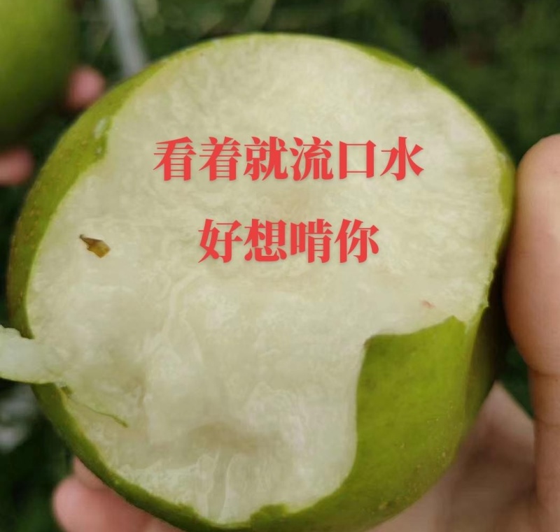 翠冠梨子，早熟品种，皮薄肉厚，纯甜无渣，入口即化