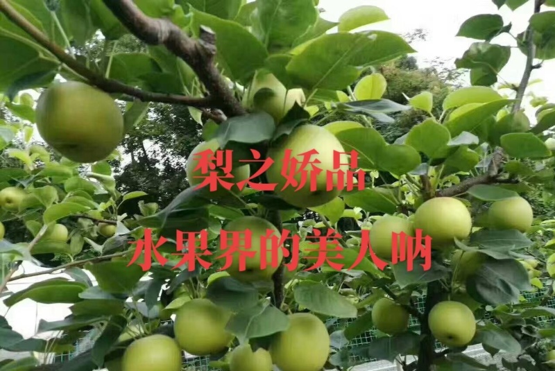 翠冠梨子，早熟品种，皮薄肉厚，纯甜无渣，入口即化