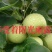 翠冠梨子，早熟品种，皮薄肉厚，纯甜无渣，入口即化