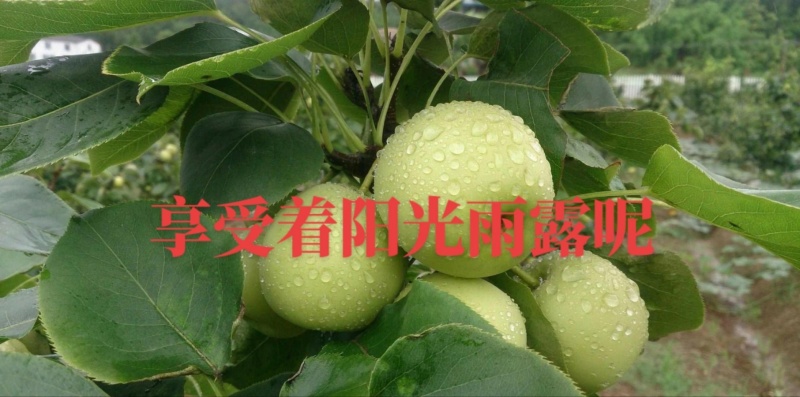 翠冠梨子，早熟品种，皮薄肉厚，纯甜无渣，入口即化