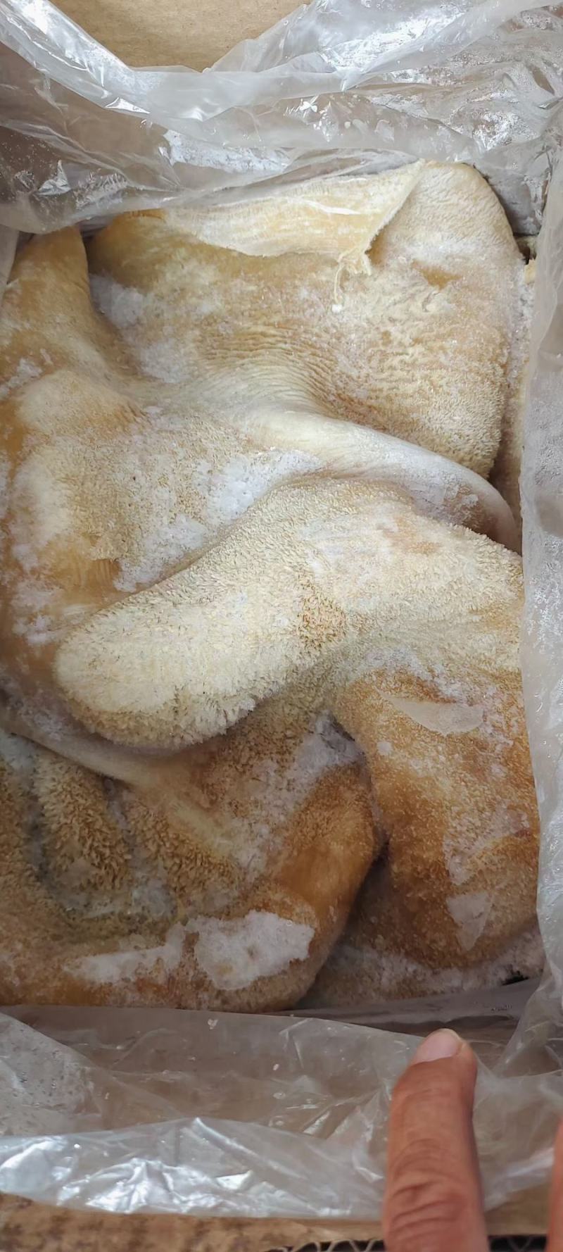 熟牛肚牛大肚金钱肚卤菜店可用一手货源库房现货供应品质保证