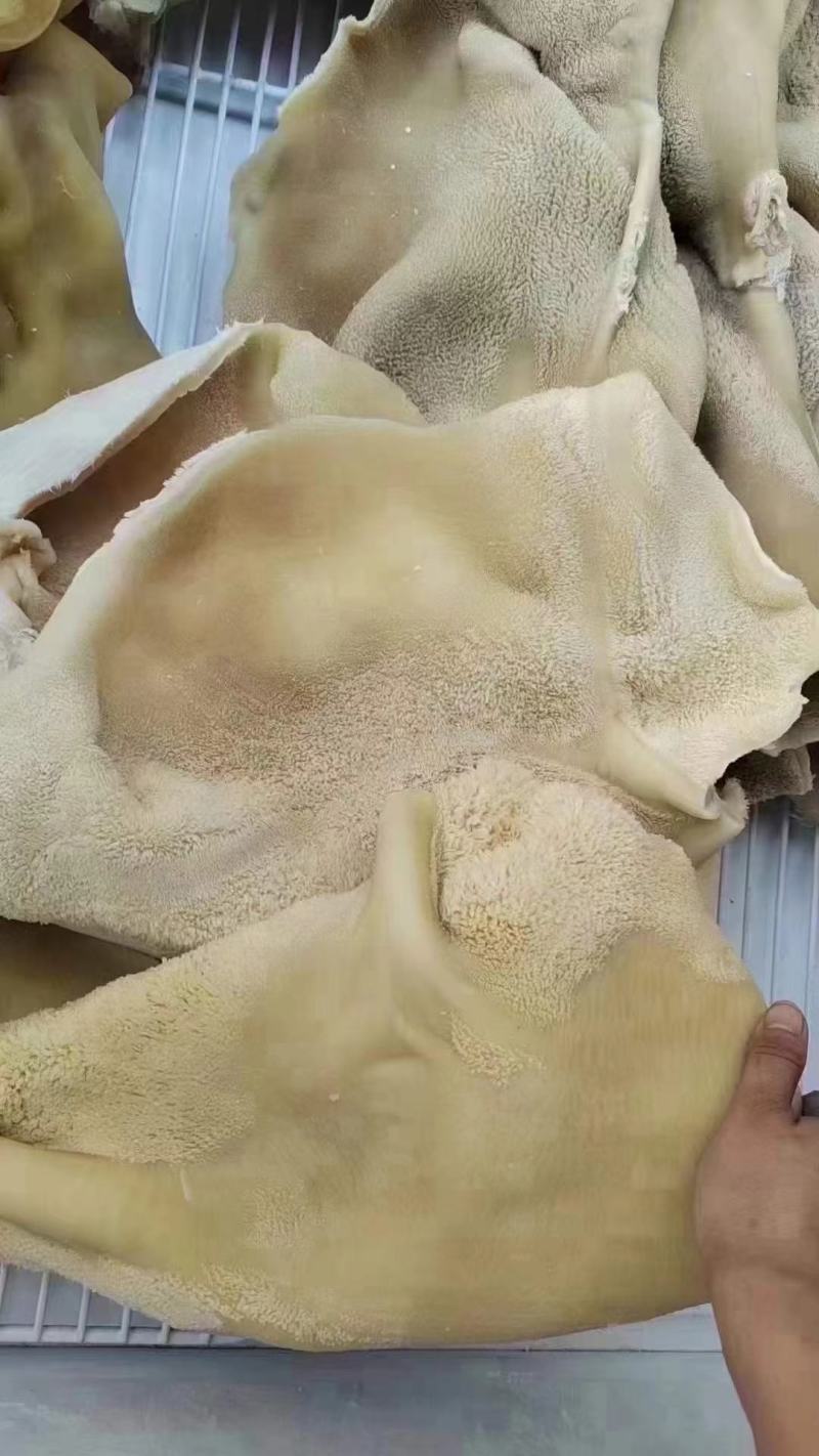 熟牛肚牛大肚金钱肚卤菜店可用一手货源库房现货供应品质保证