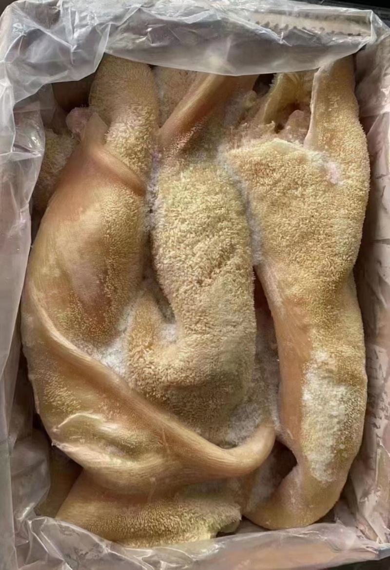 熟牛肚牛大肚金钱肚卤菜店可用一手货源库房现货供应品质保证