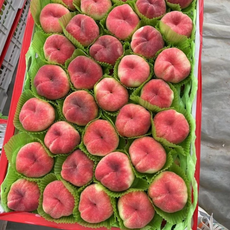 红蟠桃4kg 红蟠桃4kg