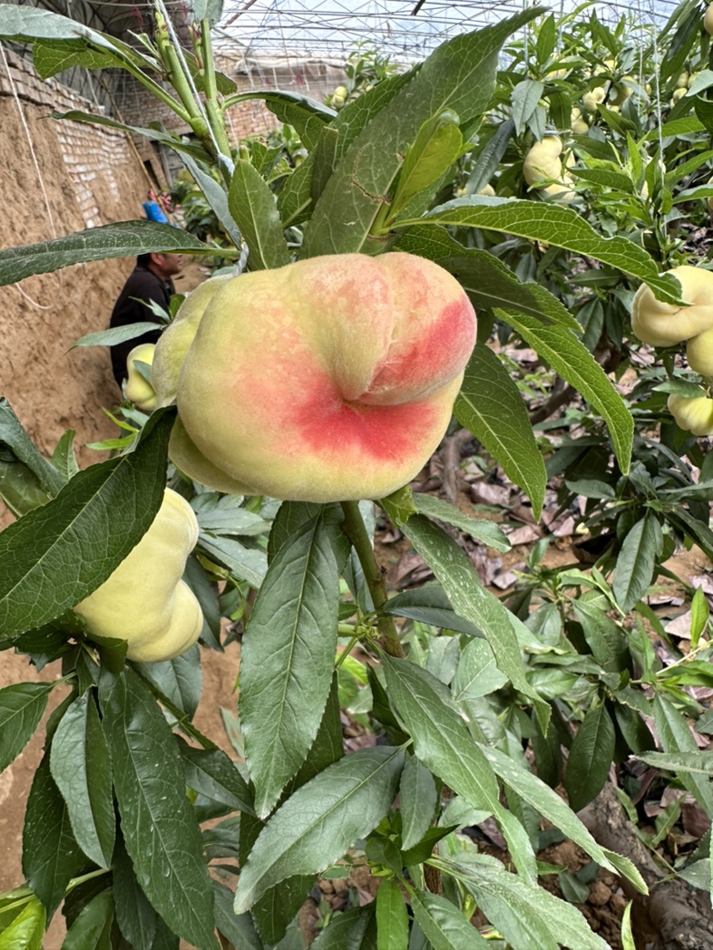 红蟠桃4kg 红蟠桃4kg 果物