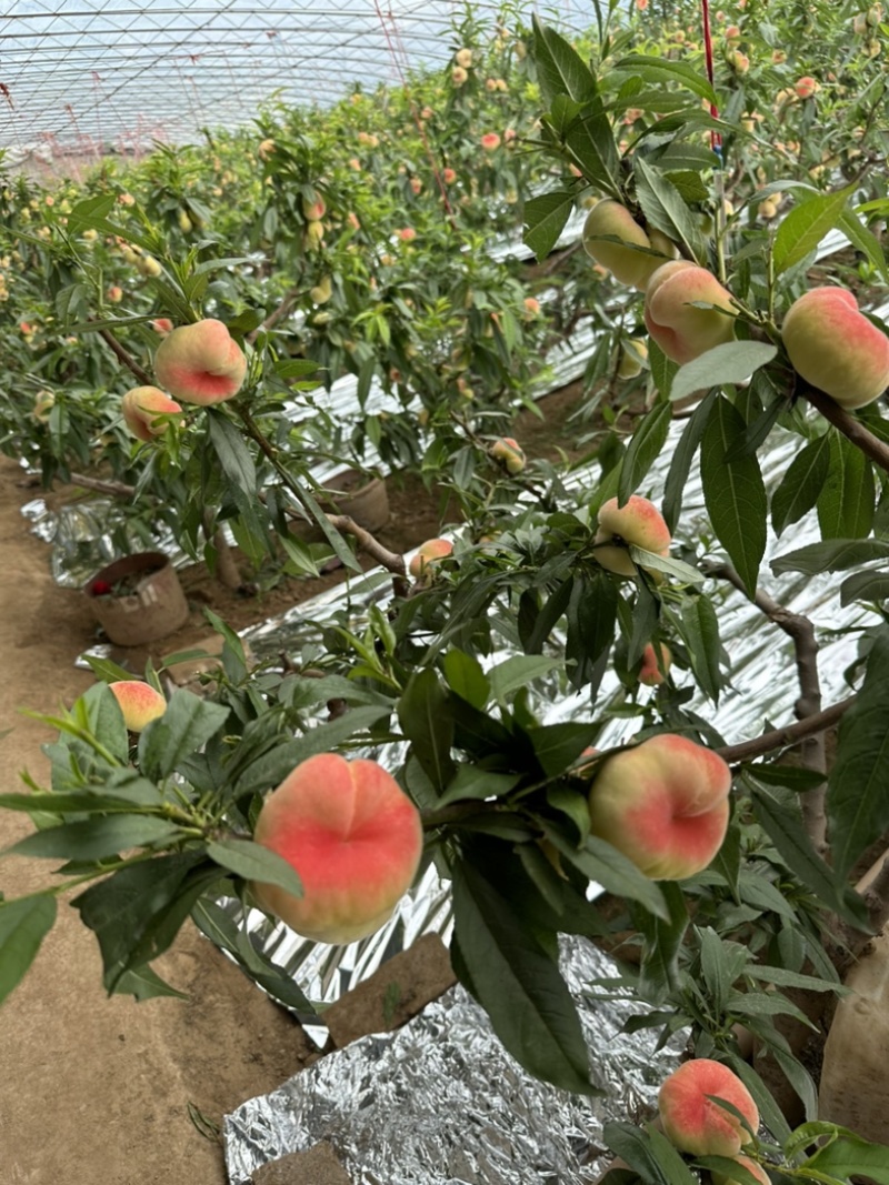 大棚红蟠桃