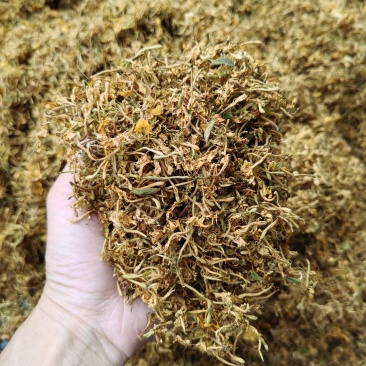 精品金银花产地直发品质保证量大从优一手货源欢迎联系