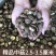 香菇批发散装净重干货禾珍味香菇商用黄焖鸡特价退货包运费