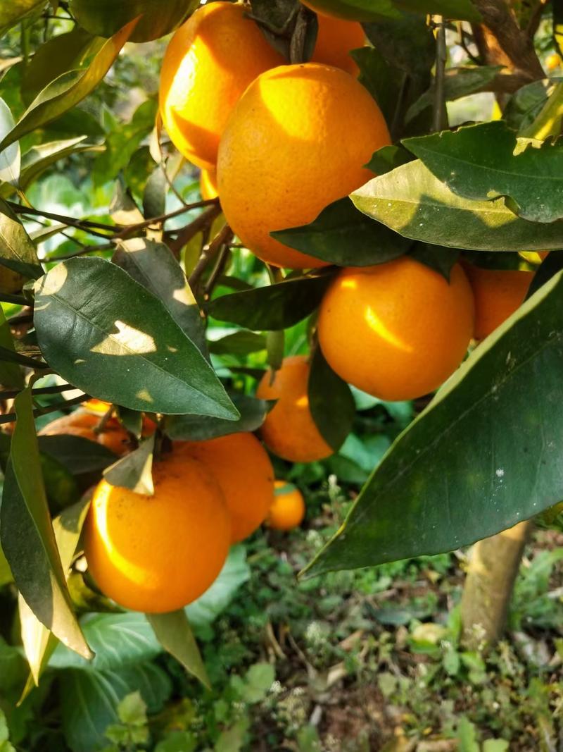 农家血橙