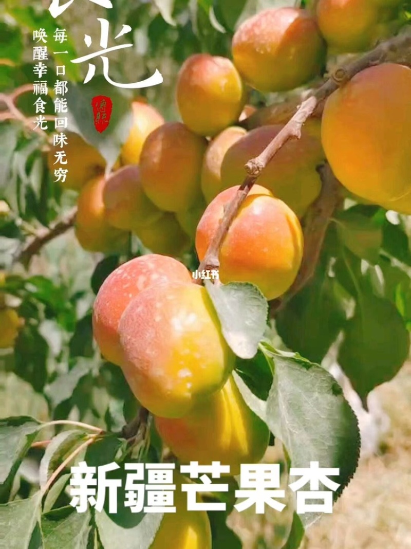 新疆芒果杏基地直供，货源充足，个大饱满