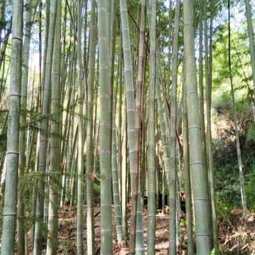 成山成片的竹子