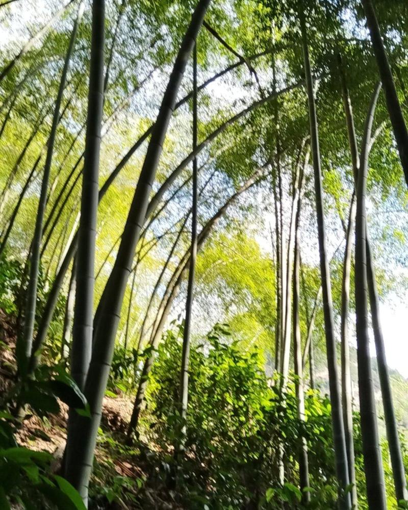 成山成片的竹子