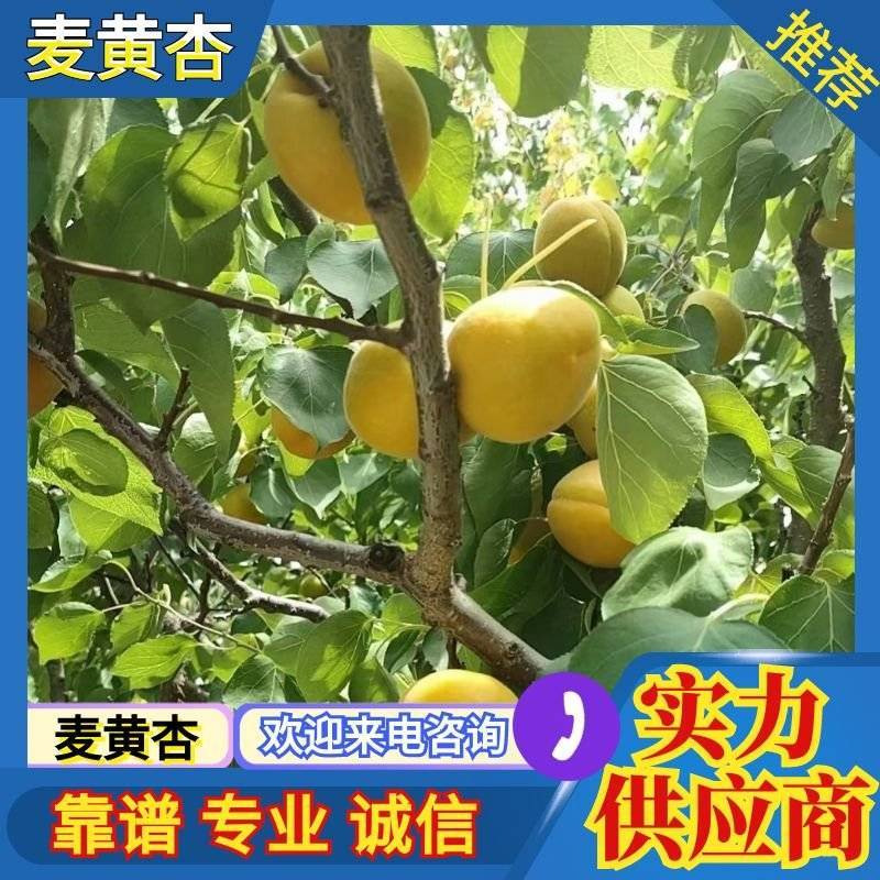 河北麦黄杏大量上市货源充足价格便宜欢迎来电咨询