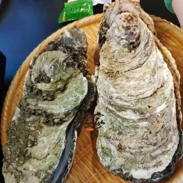 原产地供应商资源，全网低价格，天然脚板蚝，网红手臂蚝