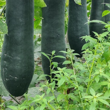 广西新苗新鲜吊冬地冬瓜现货大量上市。