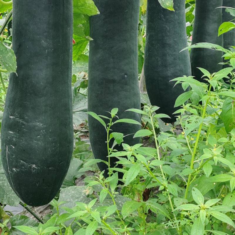 广西新苗新鲜吊冬地冬瓜现货大量上市。