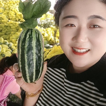博洋九，博洋9博洋91甜瓜