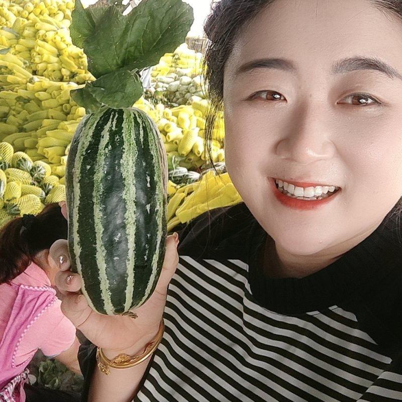 博洋九，博洋9博洋91甜瓜