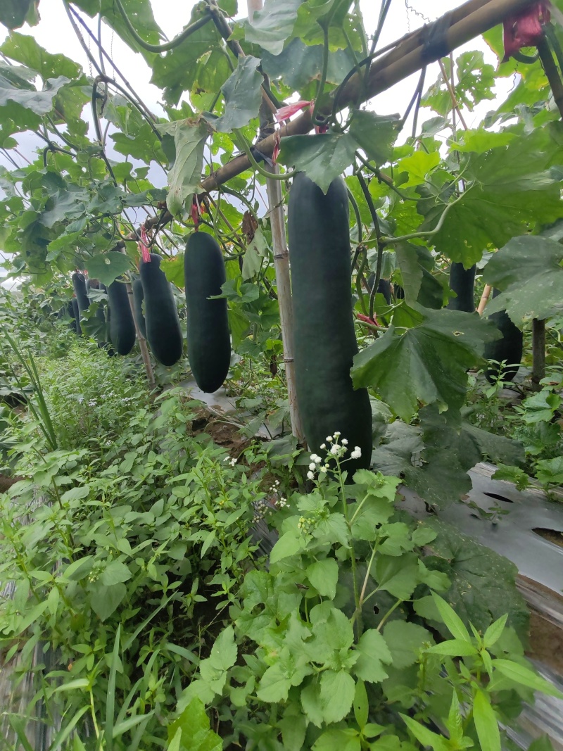 广西新苗新鲜吊冬地冬瓜现货大量上市。