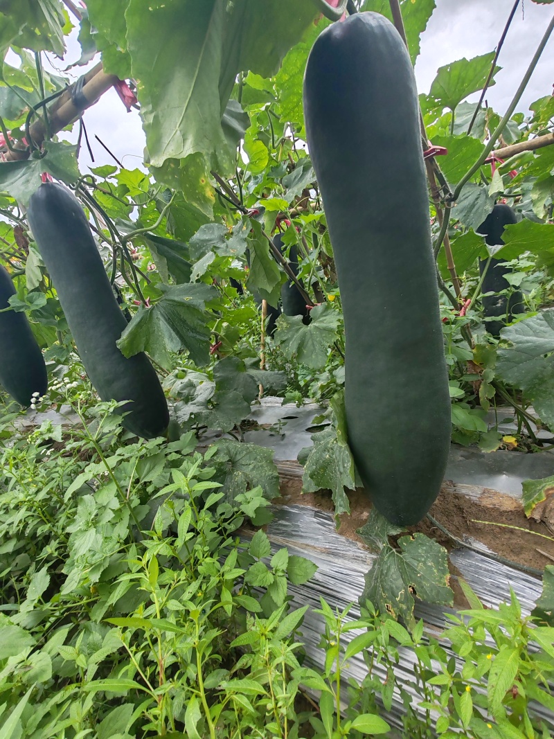 广西新苗新鲜吊冬地冬瓜现货大量上市。