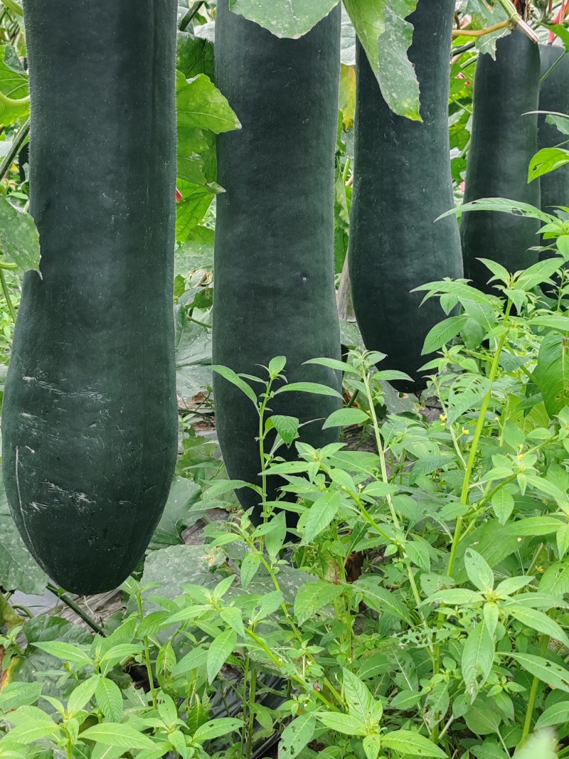 广西新苗新鲜吊冬地冬瓜现货大量上市。