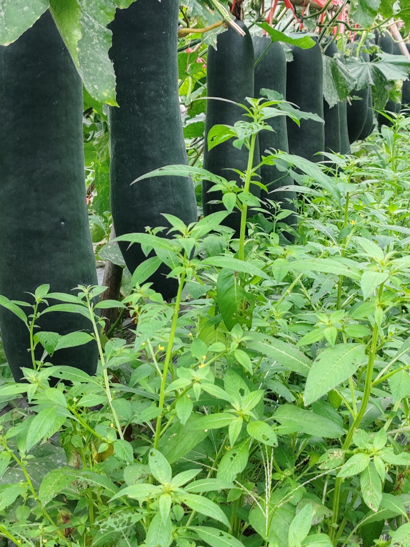 广西新苗新鲜吊冬地冬瓜现货大量上市。