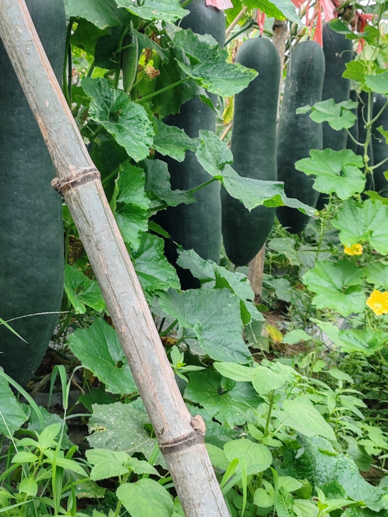 广西新苗新鲜吊冬地冬瓜现货大量上市。