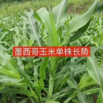 墨西哥玉米草种子，高产品种，多茬收割，养殖牛羊首选欢迎来电