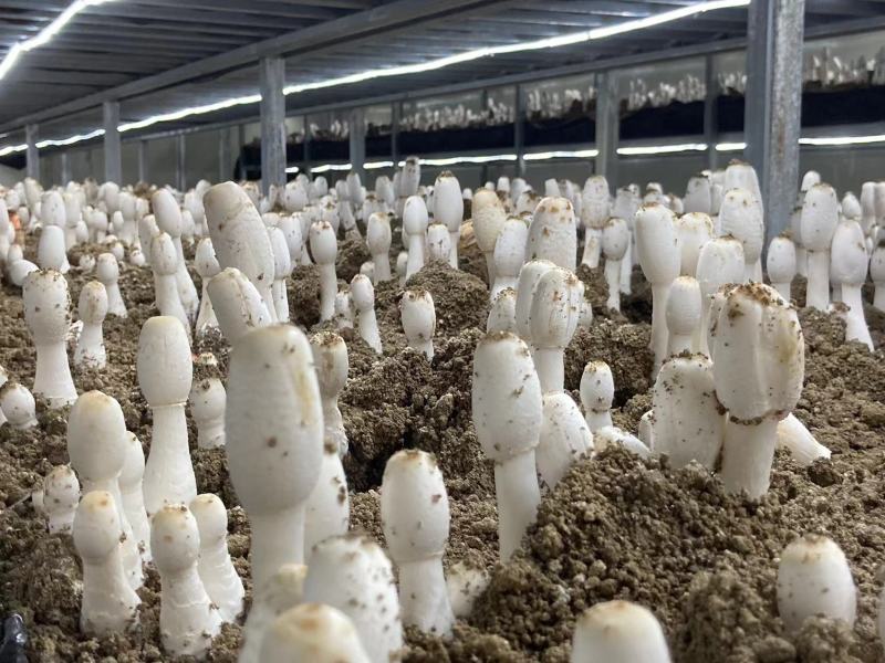 鸡腿菇鲜货干货大量有货，种植基地直销