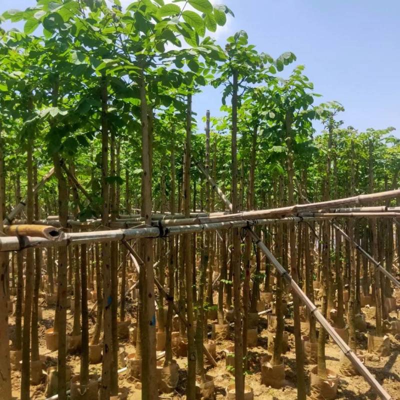 火焰木3-10公分，基地直供大量现货，量多价优