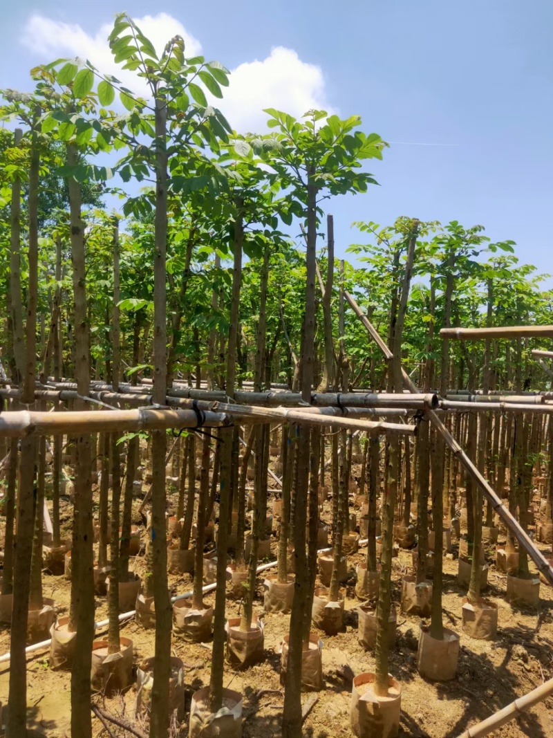 火焰木3-10公分，基地直供大量现货，量多价优