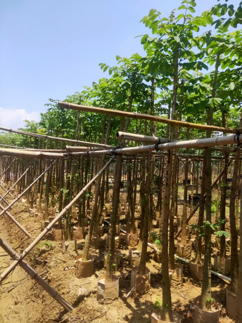 火焰木3-10公分，基地直供大量现货，量多价优