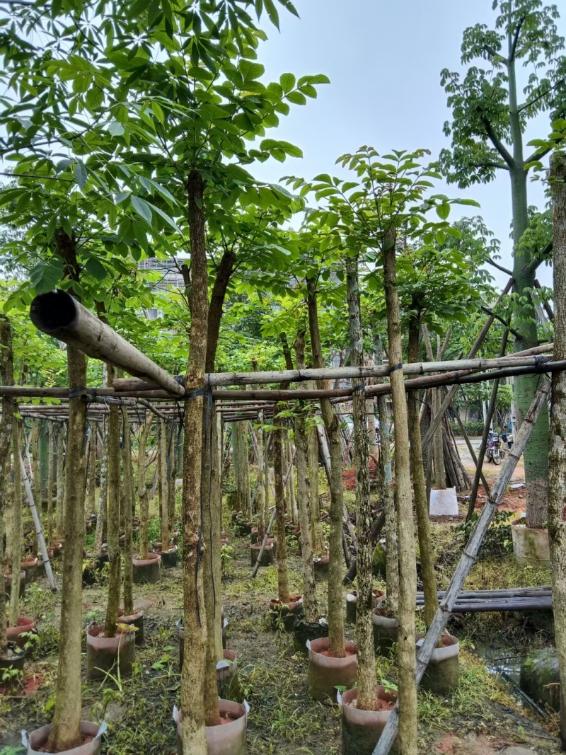 火焰木3-10公分，基地直供大量现货，量多价优