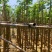 火焰木3-10公分，基地直供大量现货，量多价优