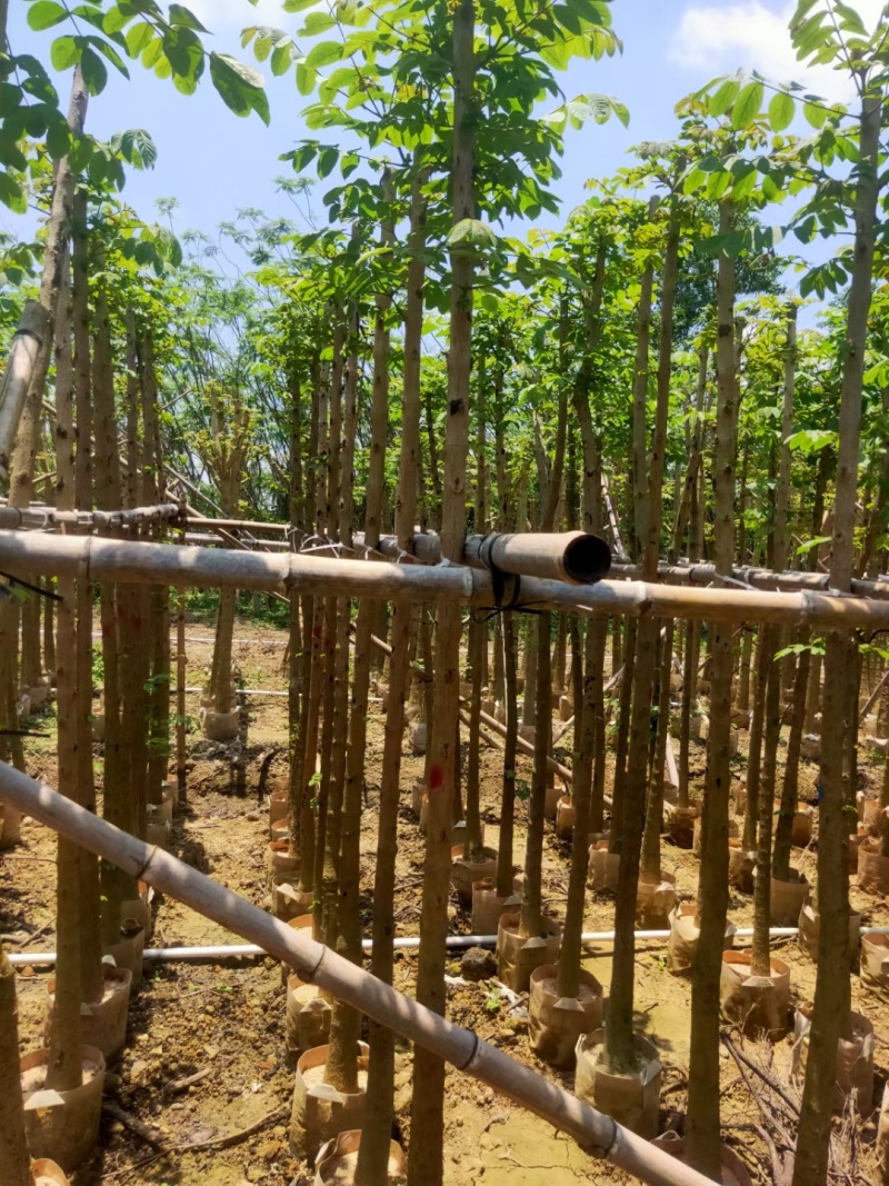 火焰木3-10公分，基地直供大量现货，量多价优