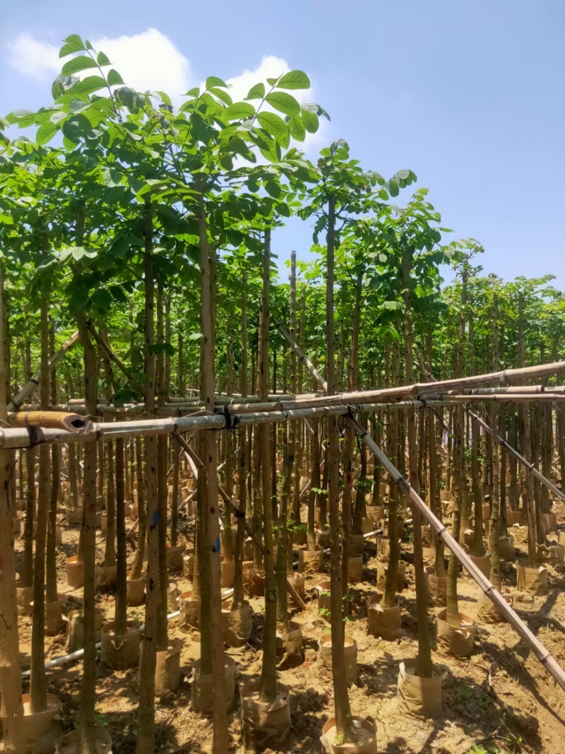 火焰木3-10公分，基地直供大量现货，量多价优