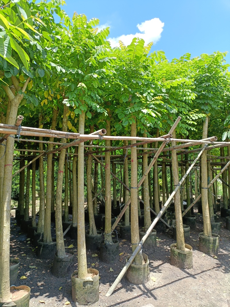 火焰木3-10公分，基地直供大量现货，量多价优