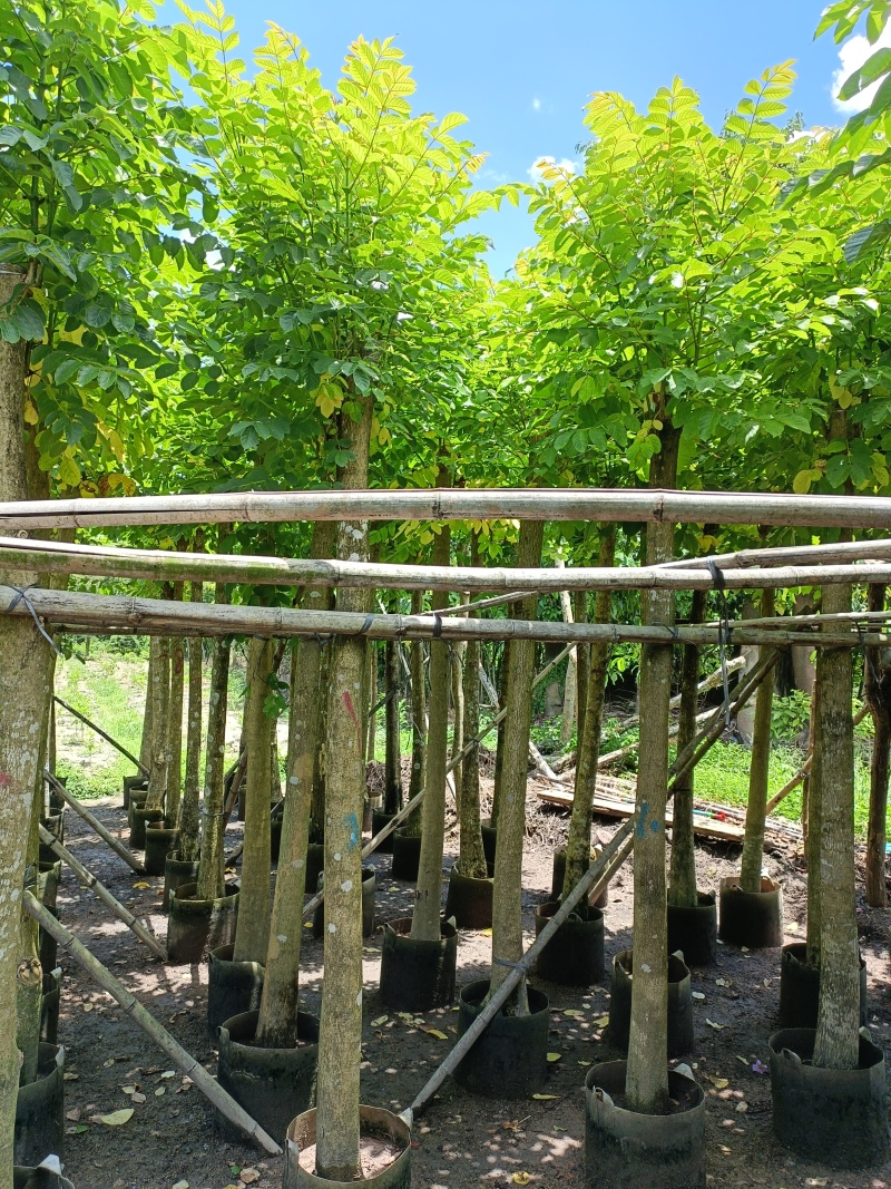 火焰木3-10公分，基地直供大量现货，量多价优