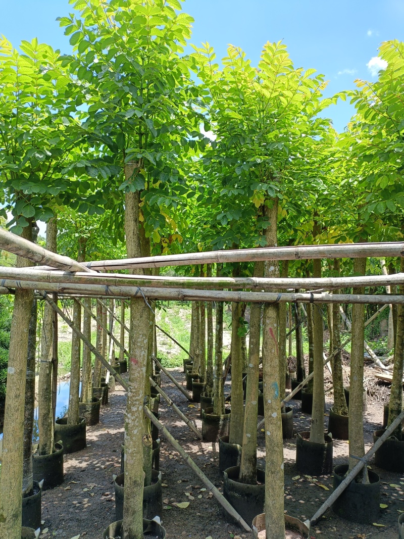 火焰木3-10公分，基地直供大量现货，量多价优