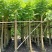 火焰木3-10公分，基地直供大量现货，量多价优