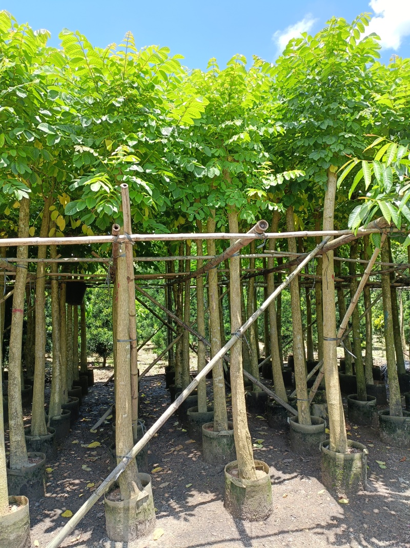 火焰木3-10公分，基地直供大量现货，量多价优