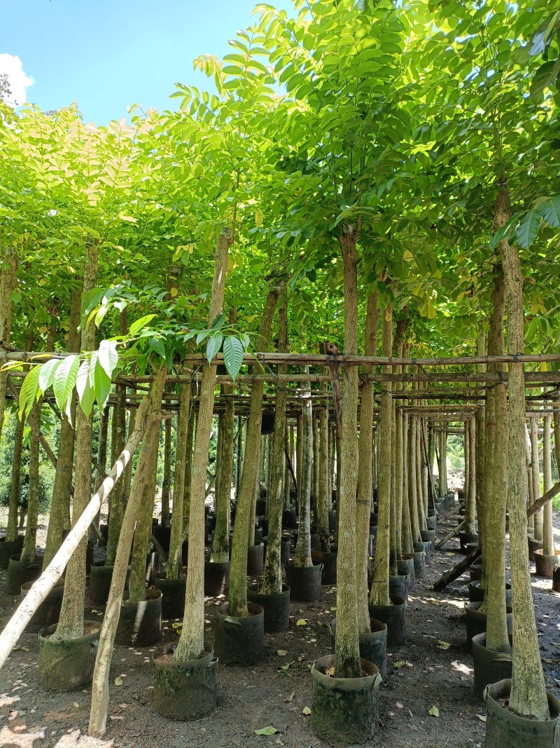 火焰木3-10公分，基地直供大量现货，量多价优