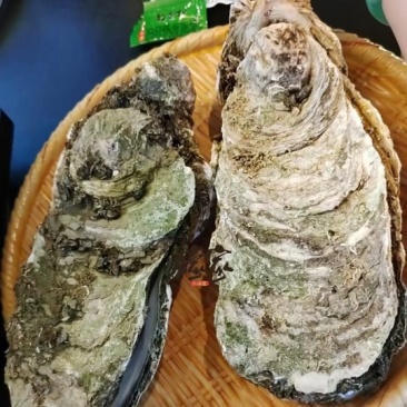 原产地供应商资源，全网低价格，天然脚板蚝，网红手臂蚝